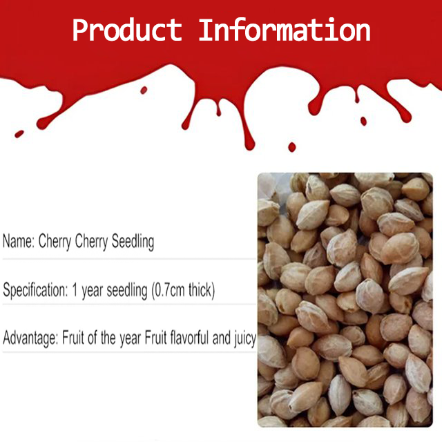 Σπόροι κερασιού Chelsea-GR