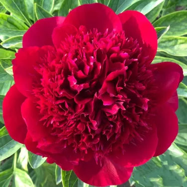 🌺Piękne mieszane nasiona piwonii