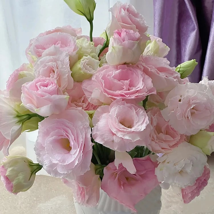 🔥Posledný deň predaja💝Eustoma beztŕňová ruža💐Semená Lisianthus-SK