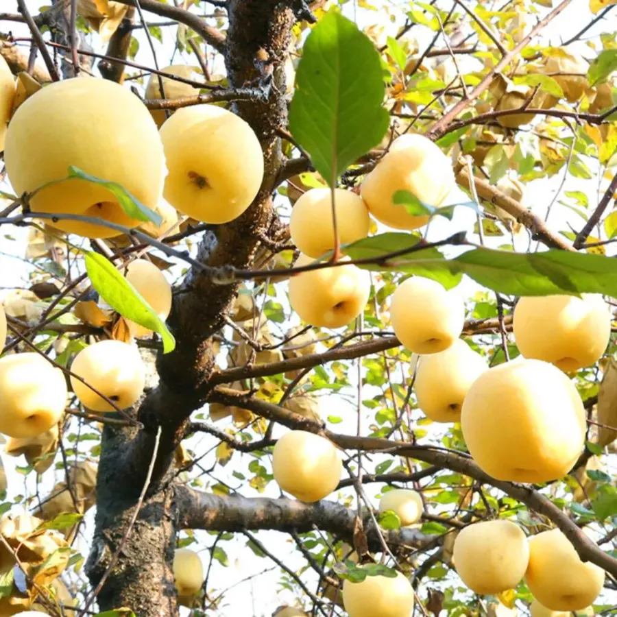 Auksinių obuolių sėklos, 90 % išgyvenamumas-LT