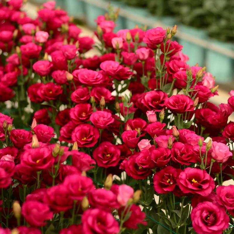 🔥Posledný deň predaja💝Eustoma beztŕňová ruža💐Semená Lisianthus-SK