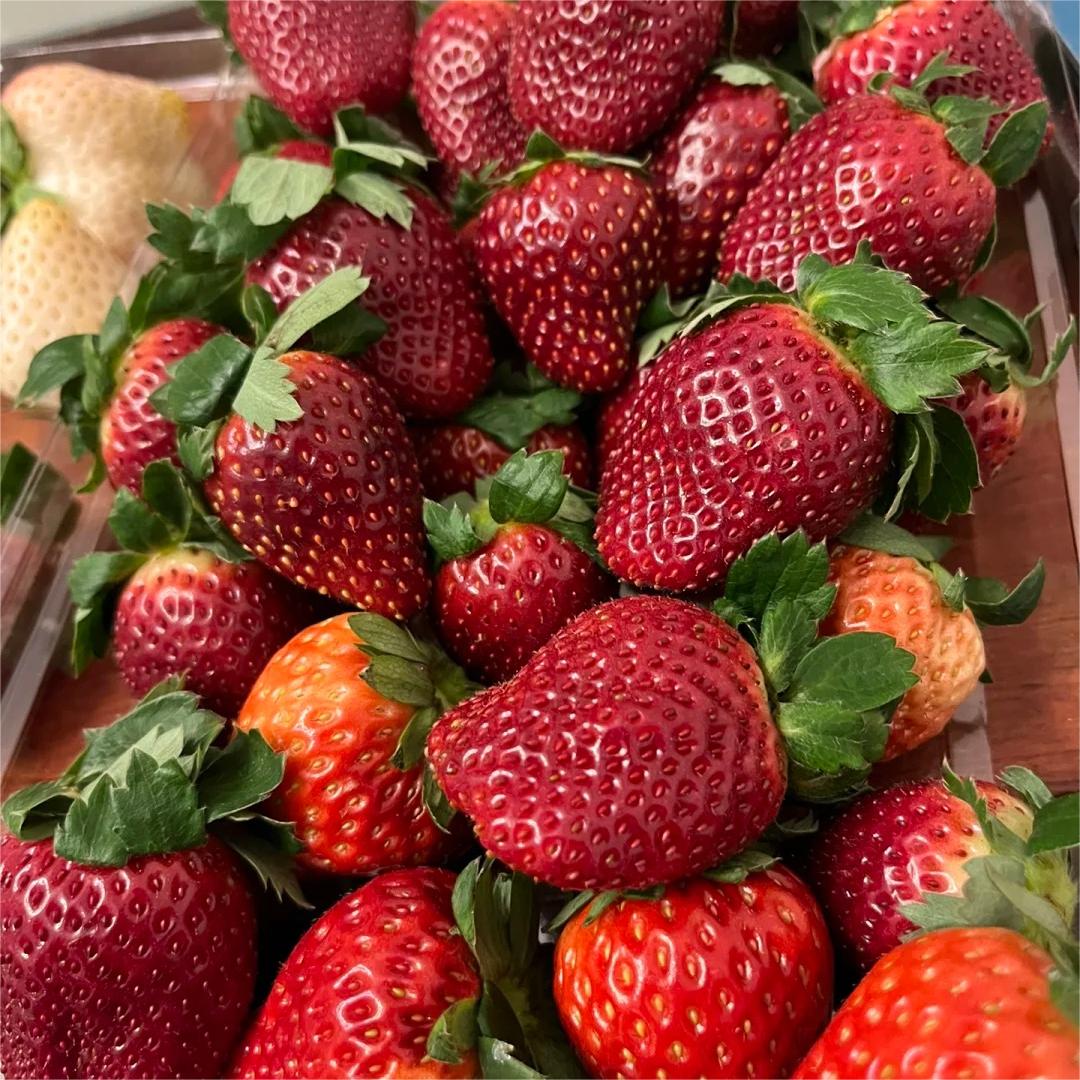 🔥⏰Ostatni dzień promocji🌱NASIONA TRUSKAWEK BLACK PEARL