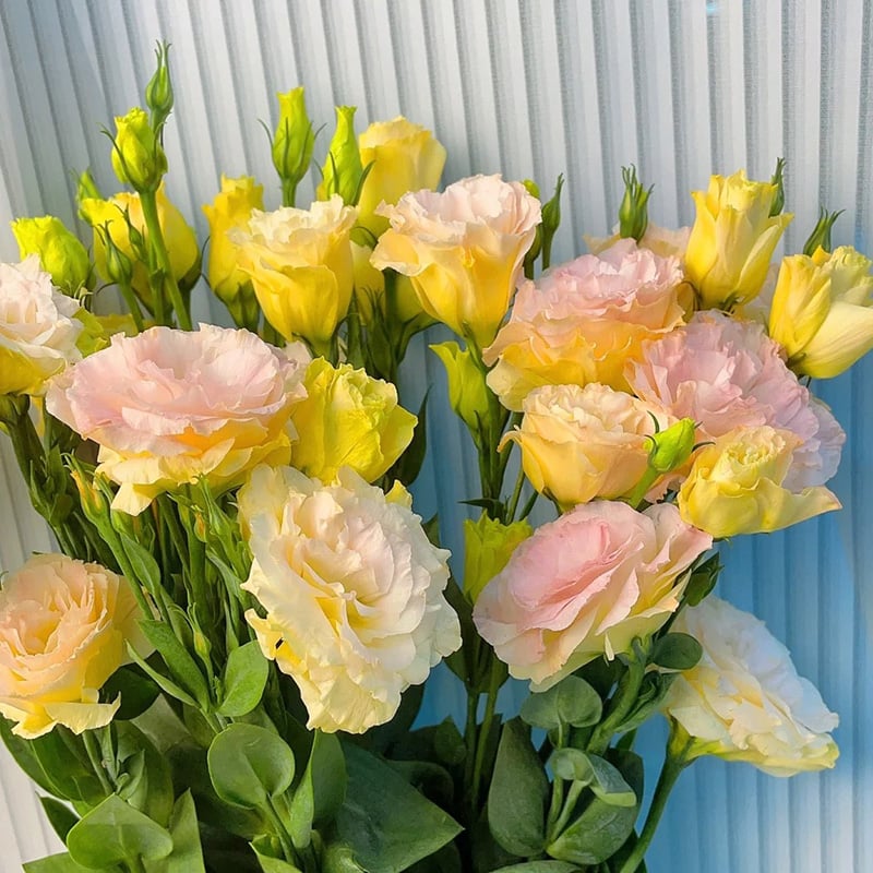 🔥Posledný deň predaja💝Eustoma beztŕňová ruža💐Semená Lisianthus-SK