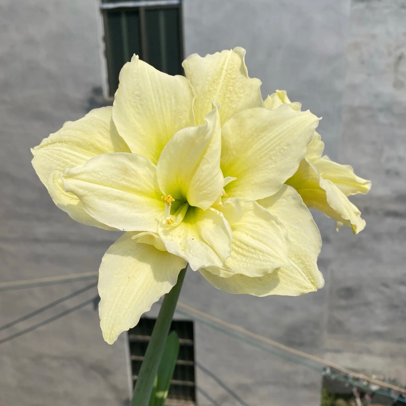 Dvigubai žydinčių amarilių svogūnėliai🌼-LT