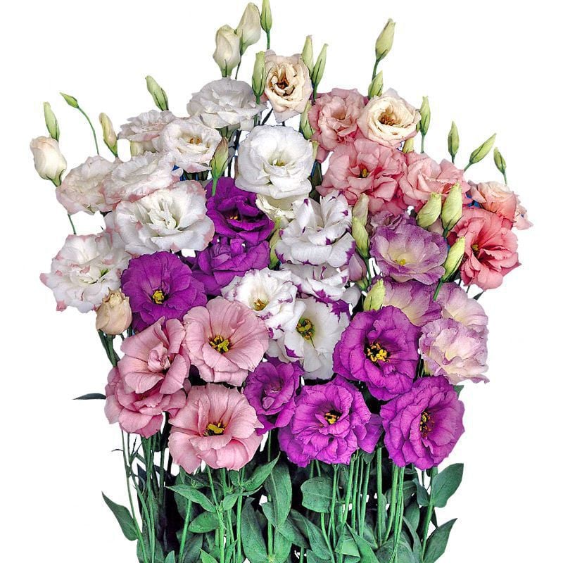 🔥Τελευταία μέρα πώλησης💝Eustoma Thornless Rose💐Σπόροι Lisianthus-GR