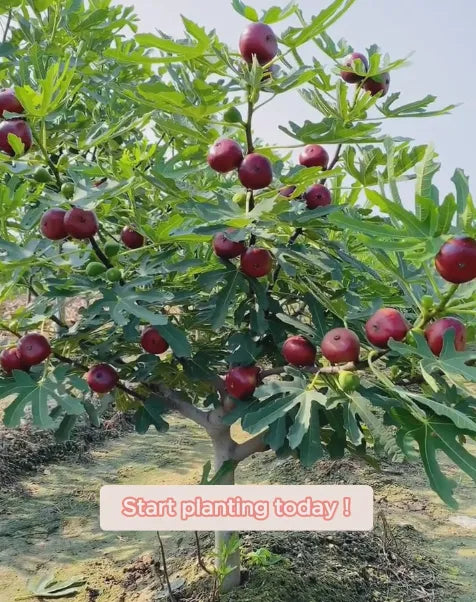 🍑Super velikanska figova semena – breskova sladkost v vsakem grižljaju! 🌟-SI