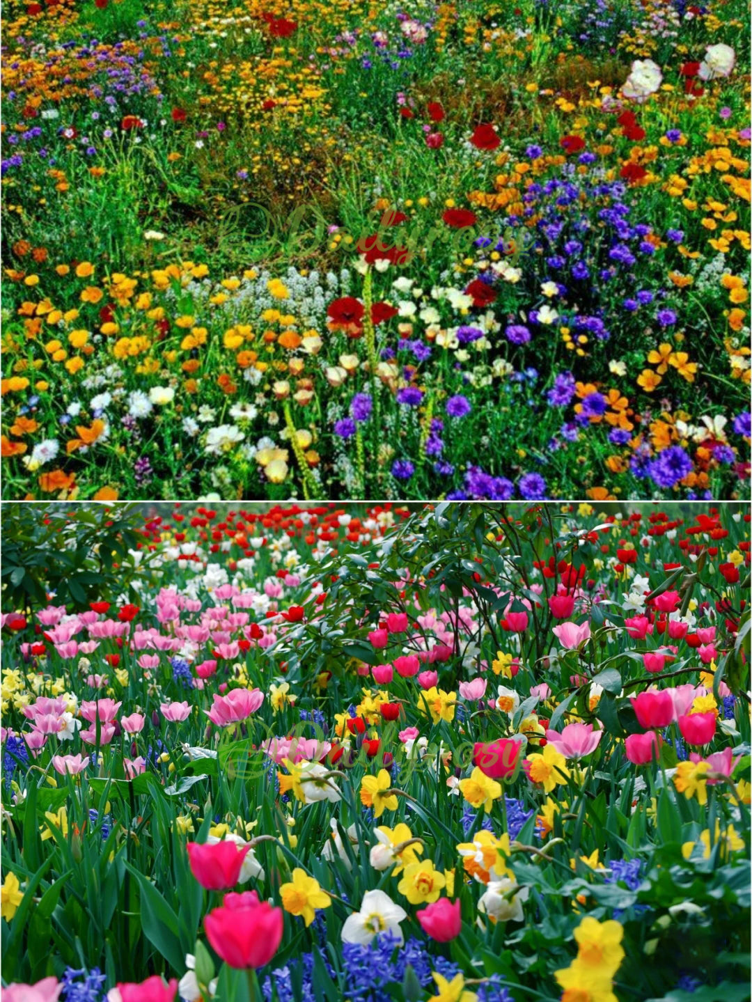 🔥Paskutinė išpardavimo diena💐Mišrių daugiamečių gėlių sėklos - daugiau nei 60 mišrių veislių-LT