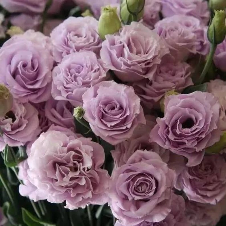 🔥Paskutinė išpardavimo diena💝Eustoma bespygliuočių rožė💐Lisianthus sėklos-LT