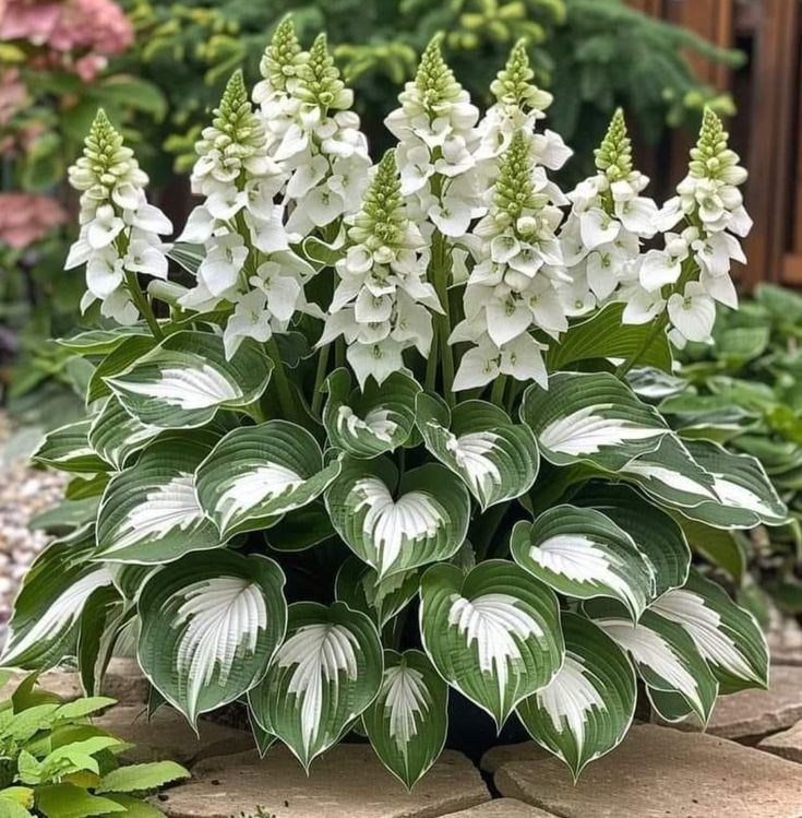 Hardy Beauty: Hosta gėlės, atsparios pavėsiui ir šalčiui-LT