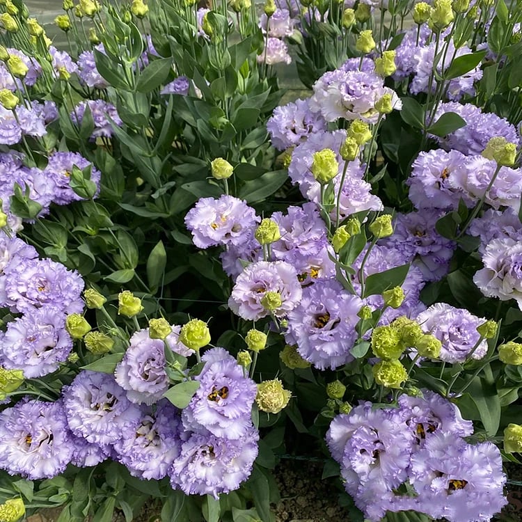 🔥Paskutinė išpardavimo diena💝Eustoma bespygliuočių rožė💐Lisianthus sėklos-LT