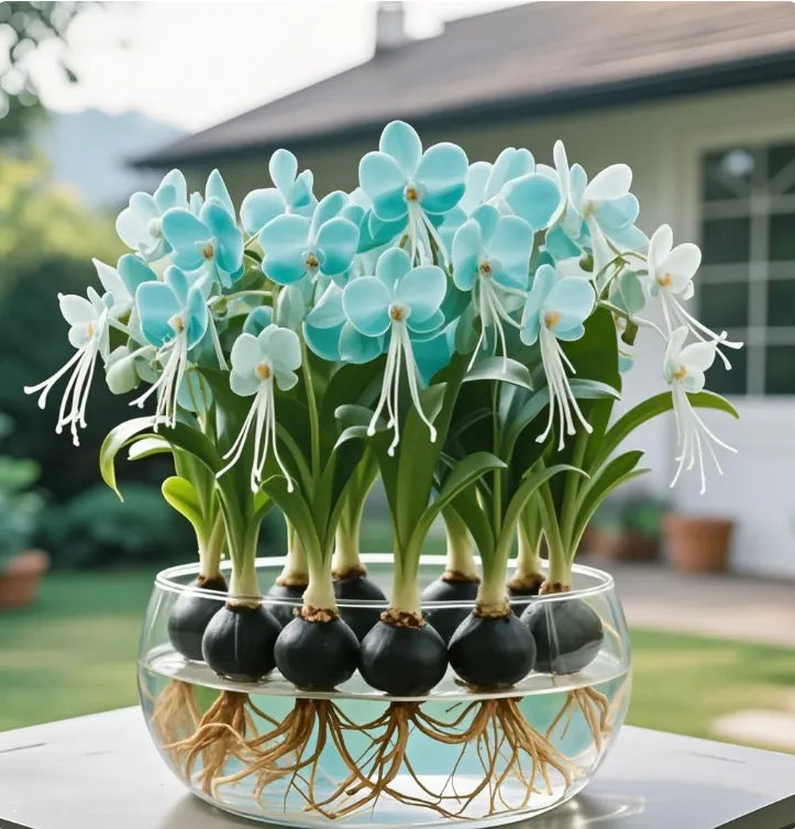 Phalaenopsis žibintų gėlių svogūnėliai-LT