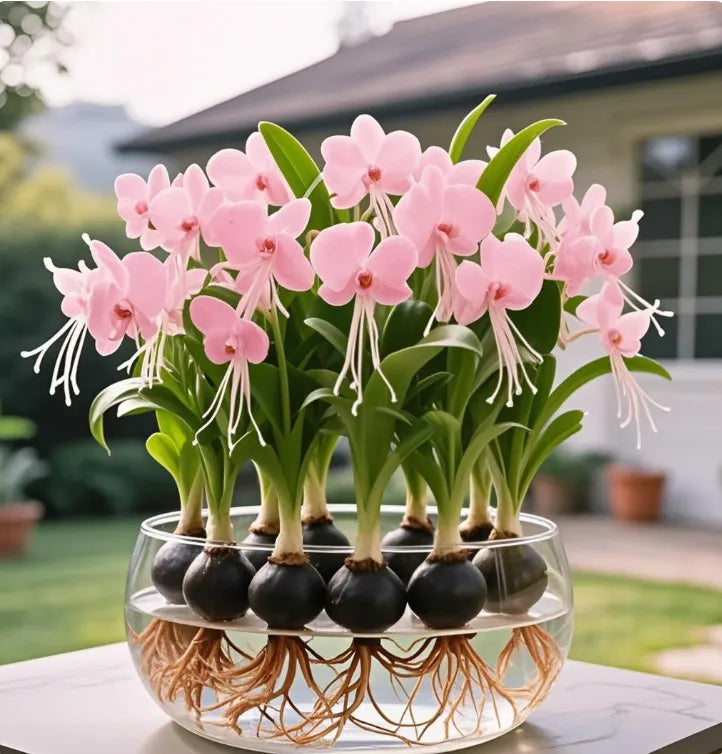 Phalaenopsis žibintų gėlių svogūnėliai-LT