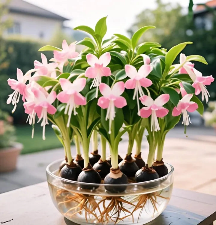 Βολβοί λουλουδιών Phalaenopsis φανάρι-GR