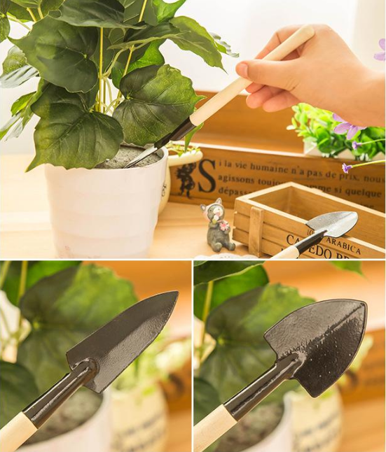 Čebulice cvetov falaenopsisa-SI