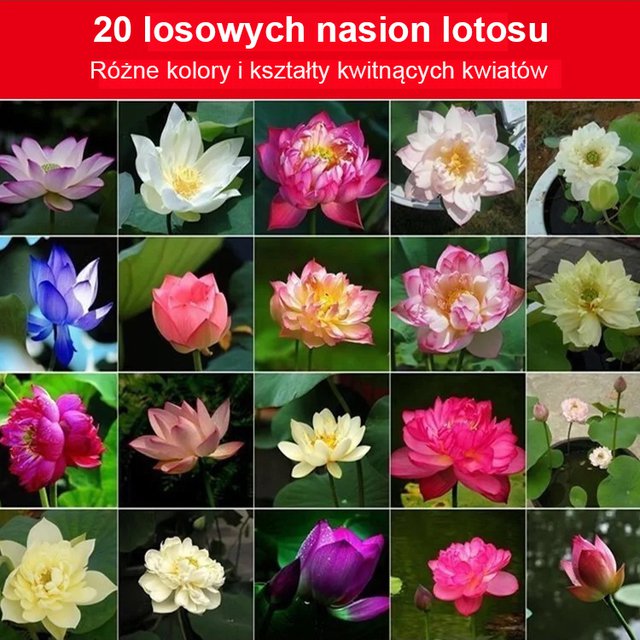 LOTUS™ – Nasiona ozdobnego lotosu wodnego