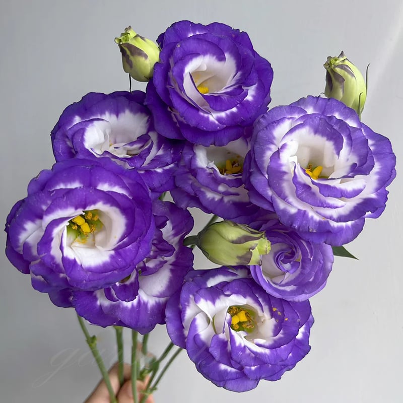 🔥Posledný deň predaja💝Eustoma beztŕňová ruža💐Semená Lisianthus-SK