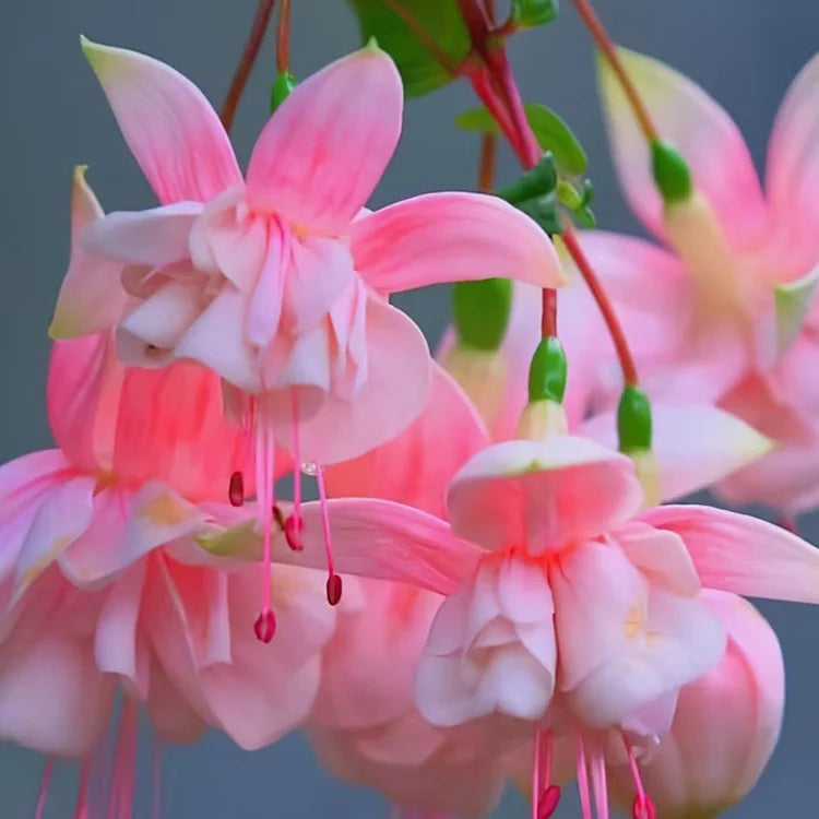 🌺Nasiona fuksji - Kwiat latarniowy