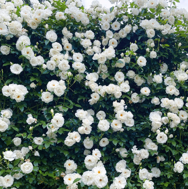 🌈 Róże pnące najwyższej jakości 🌹 Szybko rosnące, łatwe w pielęgnacji i bardzo pachnące ✨ Idealne do każdego ogrodu
