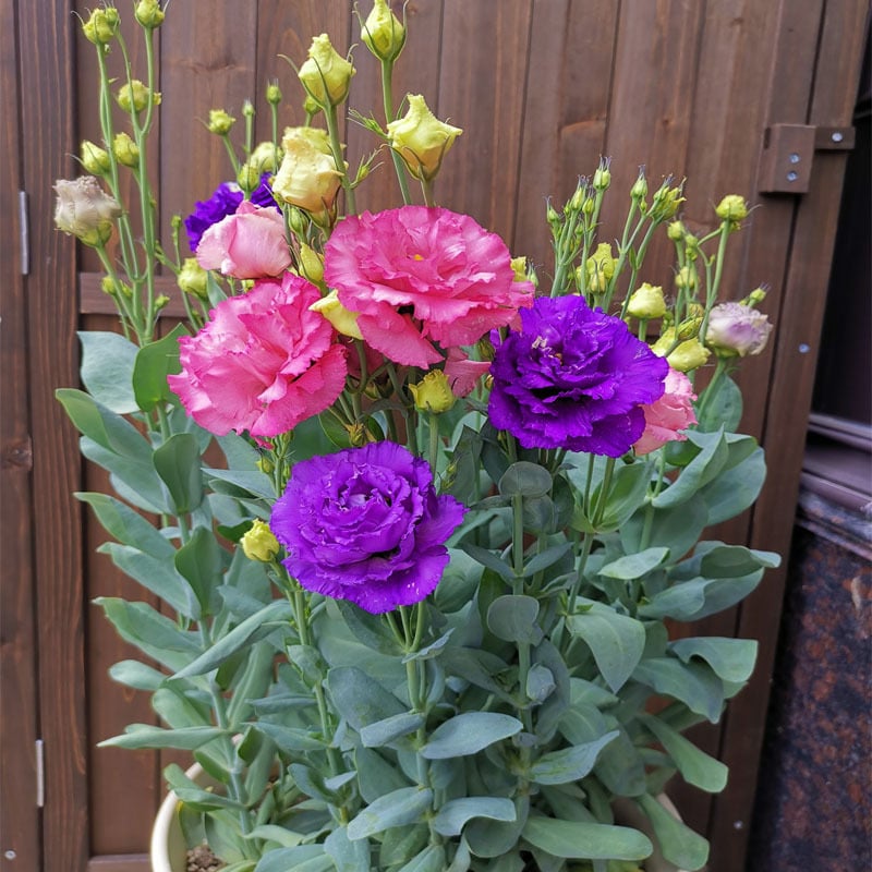 🔥Posledný deň predaja💝Eustoma beztŕňová ruža💐Semená Lisianthus-SK