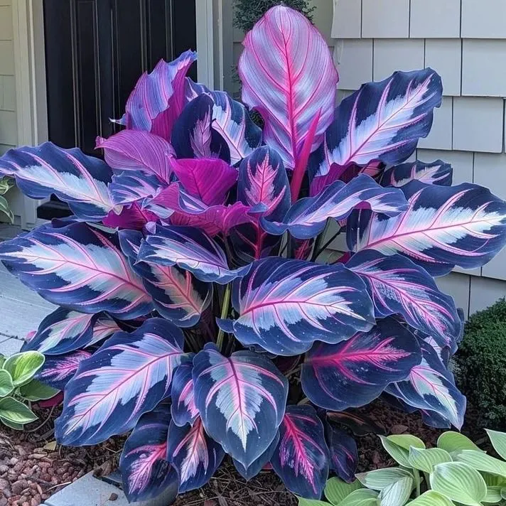 🌿 Spalvingos hostų sėklos – pavėsio karalius sode! 🌿-LT