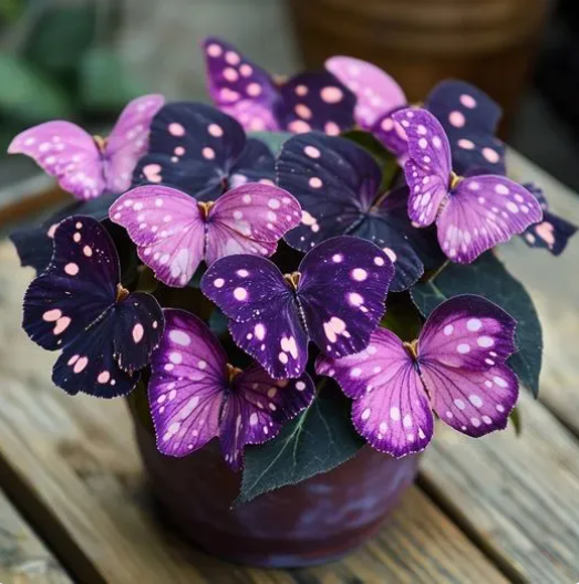💥 Nowe begonie 🦋 Nasiona begonii motylkowej 🌱 Bonsai, jakiego jeszcze nie widziałeś