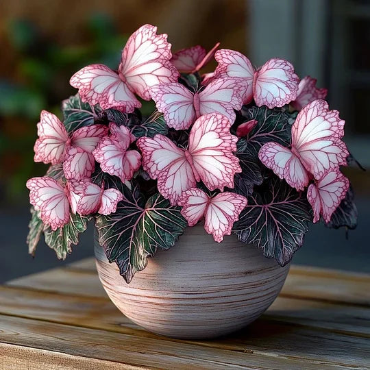 💥 Nowe begonie 🦋 Nasiona begonii motylkowej 🌱 Bonsai, jakiego jeszcze nie widziałeś