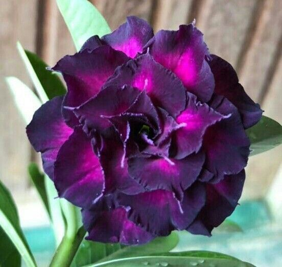 🔥Užauginkite „Desert Queen“ – dabar su nuolaida!🎁 😍Mėgsta žydėti, ilgai žydi 🌵 Dykumos rožė-LT