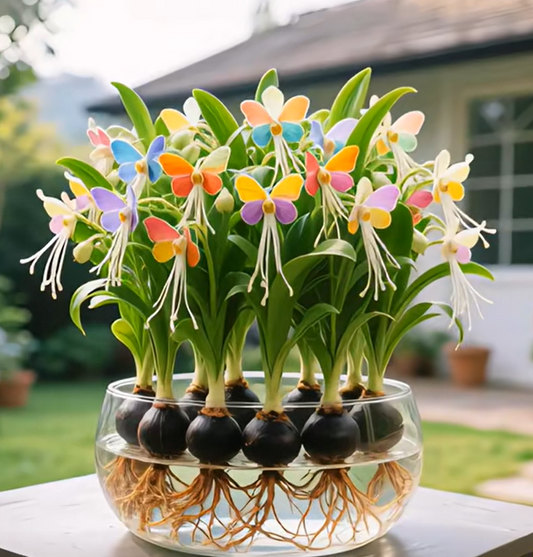 Phalaenopsis žibintų gėlių svogūnėliai-LT