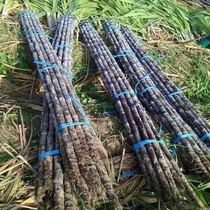 🌱 Nasiona trzciny cukrowej o wysokiej wydajności – łatwe w uprawie i przetrwaniu, idealne do domowego sadzenia owoców