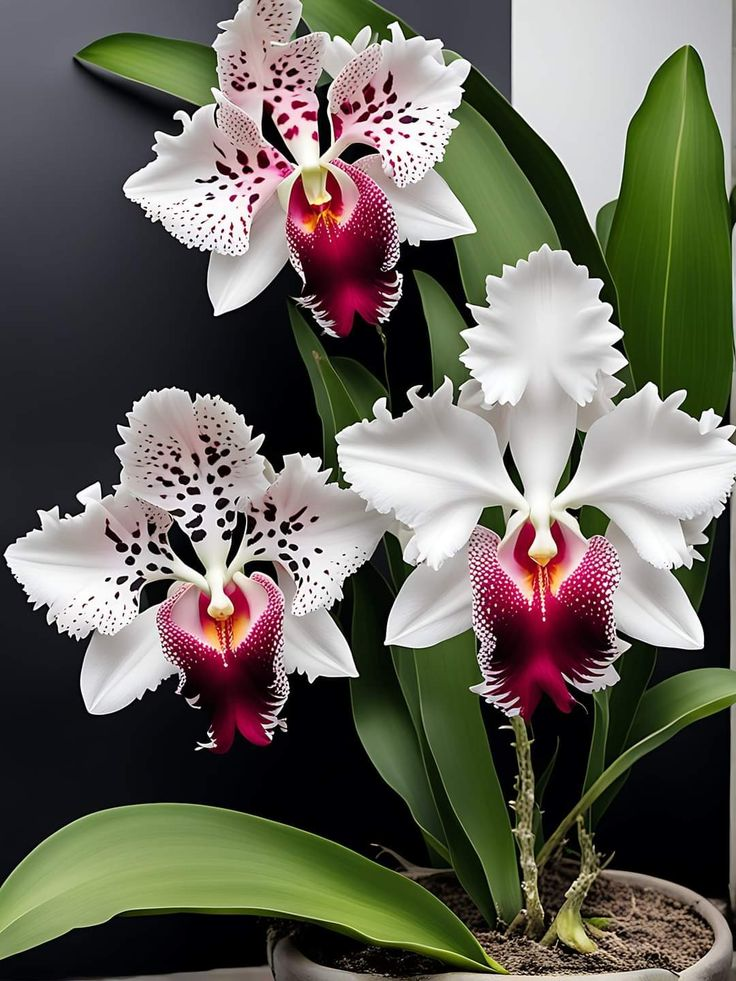 Drugelių vilkdalgių sėklos-LT