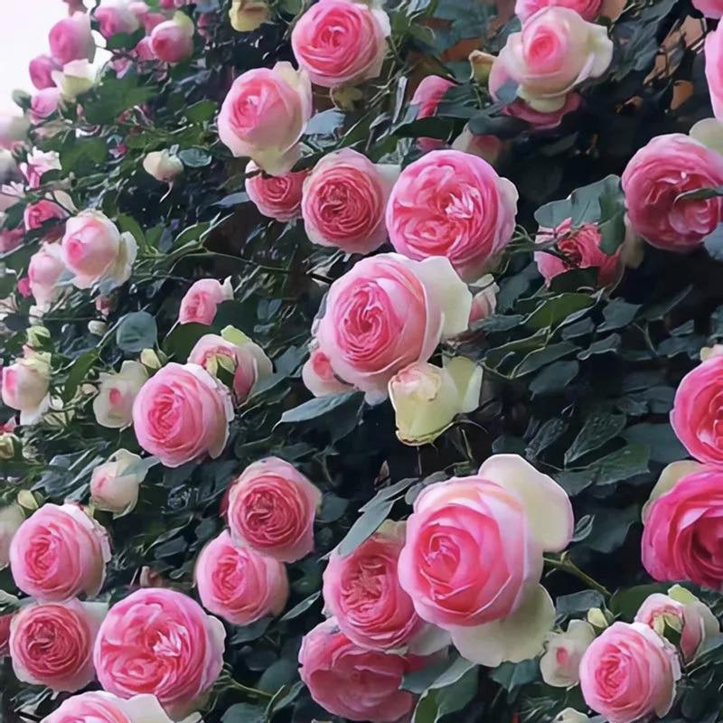 🌈 Róże pnące najwyższej jakości 🌹 Szybko rosnące, łatwe w pielęgnacji i bardzo pachnące ✨ Idealne do każdego ogrodu