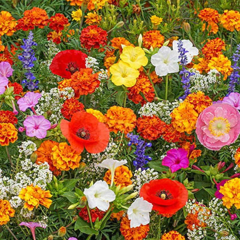 🔥Paskutinė išpardavimo diena💐Mišrių daugiamečių gėlių sėklos - daugiau nei 60 mišrių veislių-LT