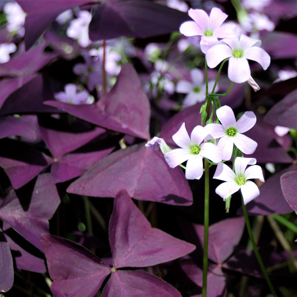 💜Cebule szczawika Purple Luck