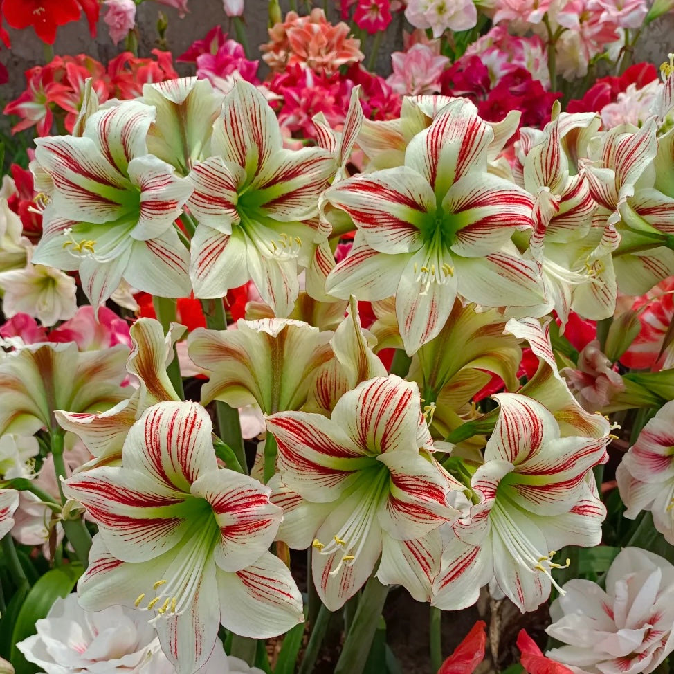 Dvigubai žydinčių amarilių svogūnėliai🌼-LT