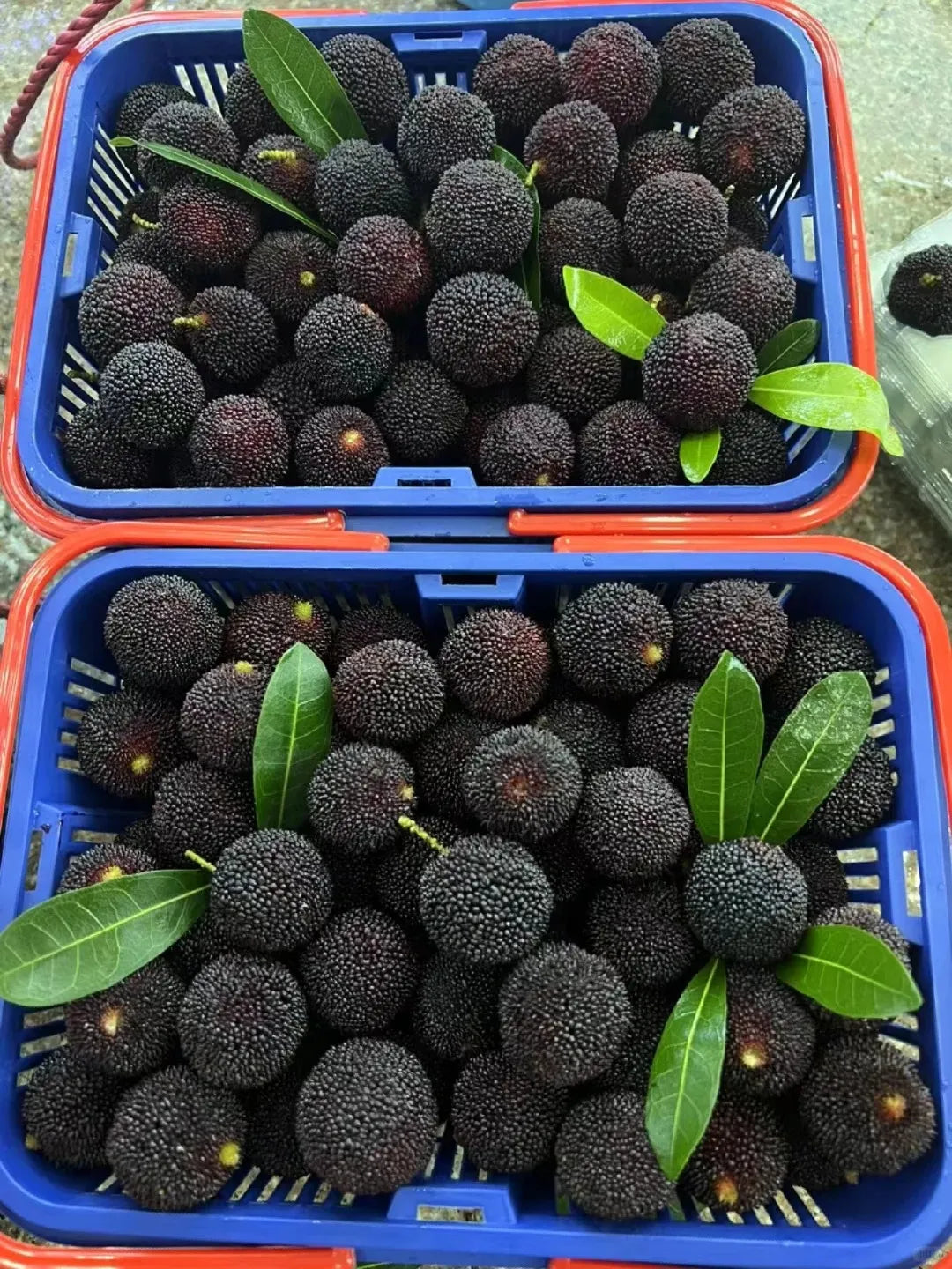 Γιγάντιο Bayberry: Στο μέγεθος μιας μπάλας πινγκ πονγκ, ⭐Μια γεύση από συνδυασμό φράουλας και κερασιού-GR