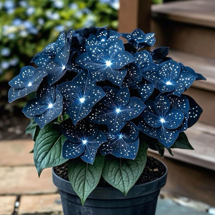 🌟Naktinė mėlynoji hosta – nuostabus jūsų namų papildymas! 🌟-LT