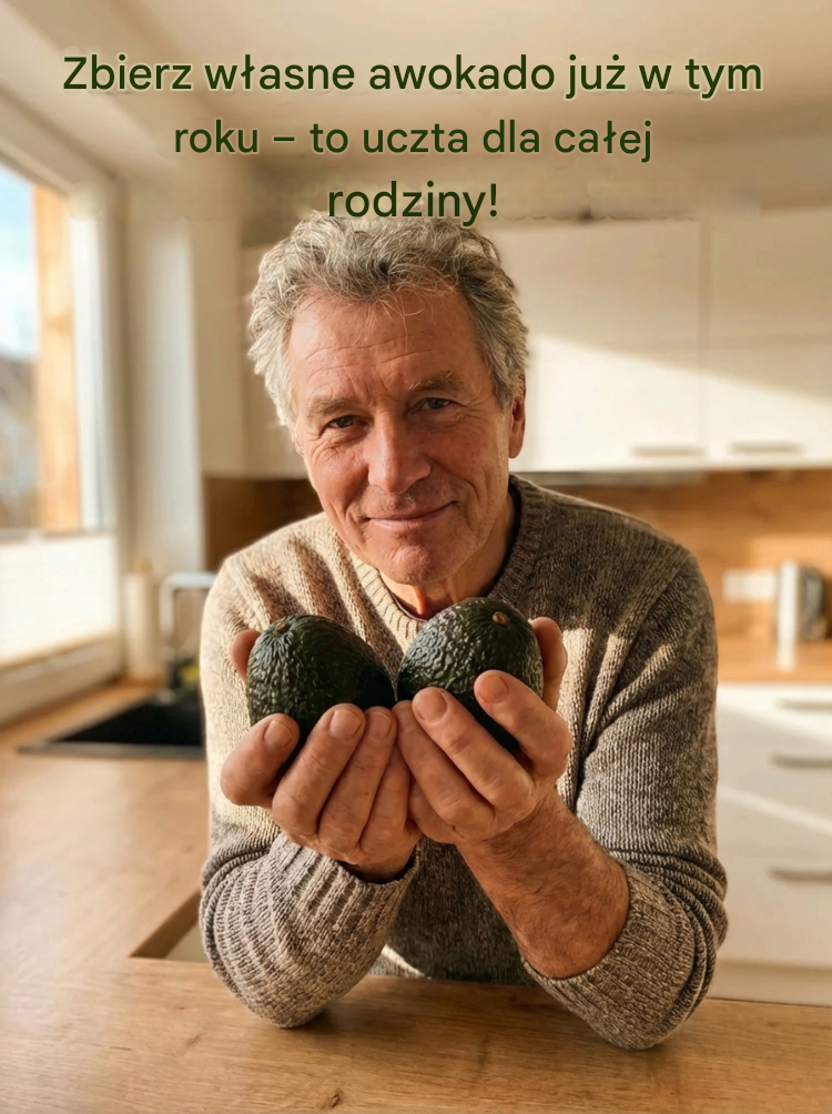 Sadzonka meksykańskiego awokado (owoce w pierwszym roku)