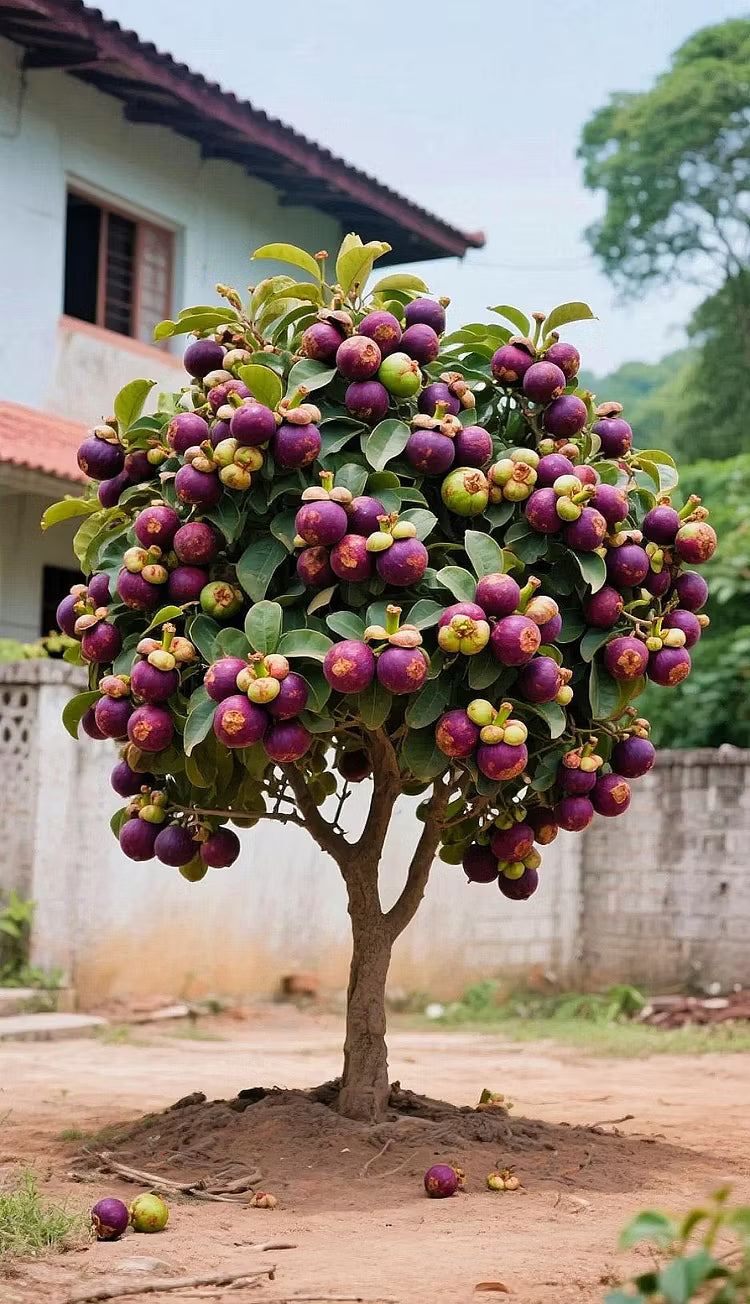 👑 Sadzonka drzewa mangostanu Purple Crown – uprawiaj wyjątkowe fioletowe owoce w domu