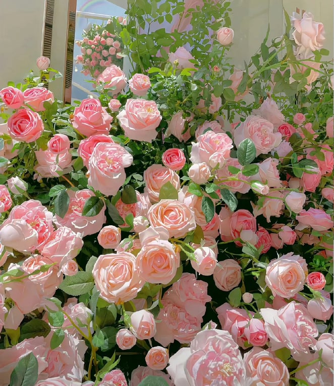 🌺Semená popínavých ruží-SK