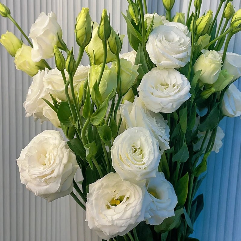 🔥Posledný deň predaja💝Eustoma beztŕňová ruža💐Semená Lisianthus-SK