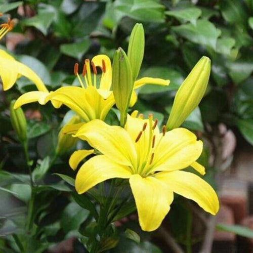 [Voňavejšie ako parfum]Cibuľky ľalií Four Seasons voňajú tisíce kilometrov ďaleko, kvitnú každý rok-SK