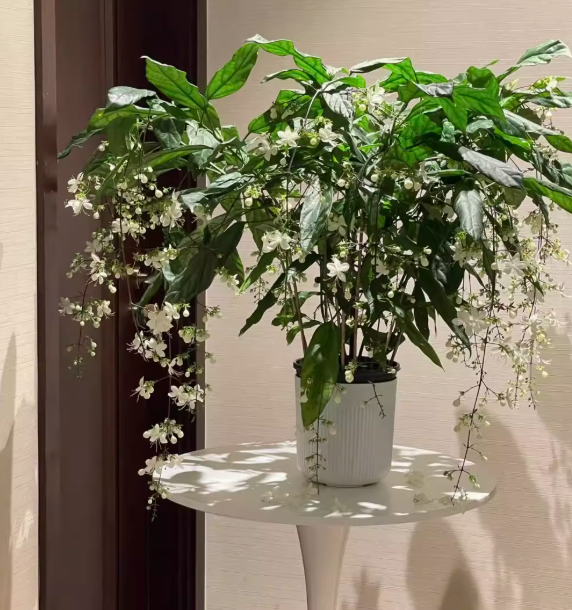 🌸Zimowy jaśmin wiszący – wymarzona roślina doniczkowa🌿❄️