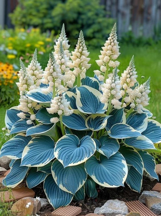 Hardy Beauty: Hosta gėlės, atsparios pavėsiui ir šalčiui-LT
