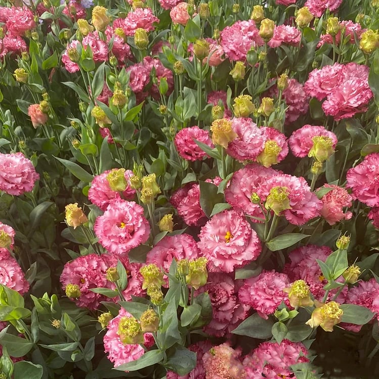 🔥Τελευταία μέρα πώλησης💝Eustoma Thornless Rose💐Σπόροι Lisianthus-GR