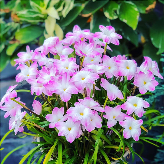 Cebule orchidei deszczowej – kwitną po kolejnym deszczu