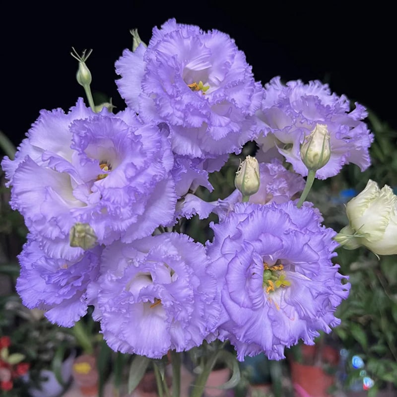 🔥Paskutinė išpardavimo diena💝Eustoma bespygliuočių rožė💐Lisianthus sėklos-LT
