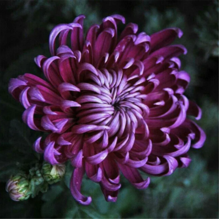 🌺Kwiat Elegancji🌼Gigantyczne Nasiona Chryzantemy