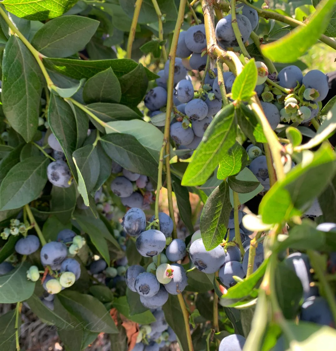 Mėlynių vaisių sėklos (didelis derlius)-LT