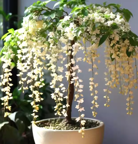 🌸Zimowy jaśmin wiszący – wymarzona roślina doniczkowa🌿❄️