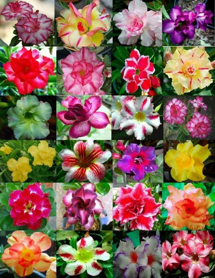 🔥Užauginkite „Desert Queen“ – dabar su nuolaida!🎁 😍Mėgsta žydėti, ilgai žydi 🌵 Dykumos rožė-LT